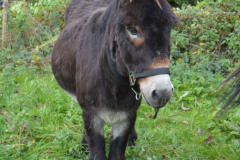 2015-08-12 fete anes