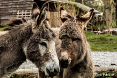 2017-04-02 Fête des ânes