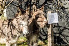 20170402-153937-IMG_2849